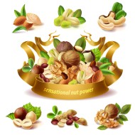 Vector 3d realistic set of different nuts - Photo #7318 - Vectors Arena ...